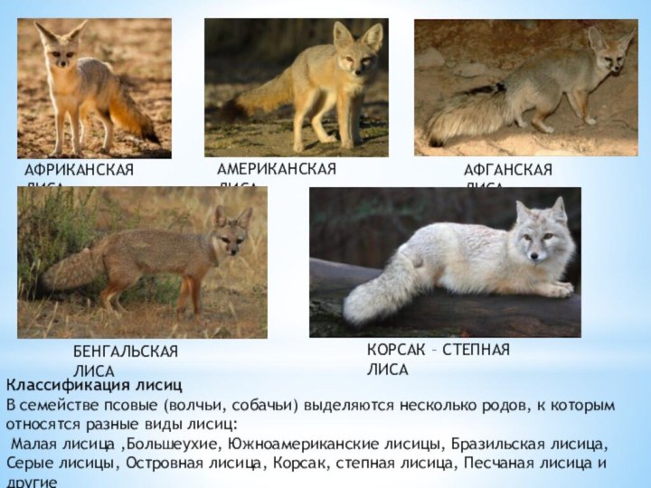 Классификация лисиц  В семействе псовые (волчьи, собачьи) выделяются несколько родов, к которым