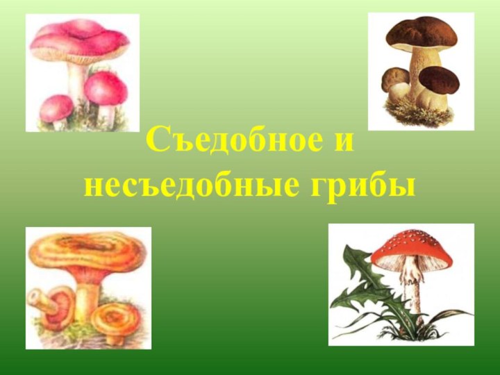 Съедобное и несъедобные грибы