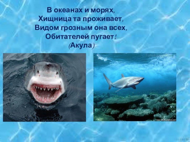 В океанах и морях,Хищница та проживает,Видом грозным она всех,Обитателей пугает!(Акула)