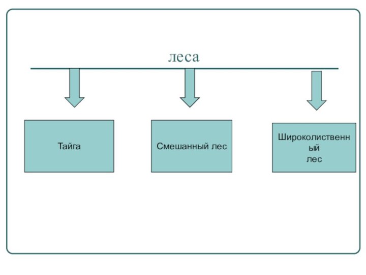 лесаТайгаШироколиственныйлесСмешанный лес