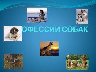 презентация о профессиях собак