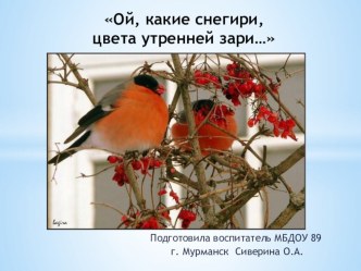 Ой, какие снегири,цвета утренней зари… презентация к занятию по окружающему миру (подготовительная группа)