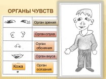 Урок окружающего мира по теме ОРГАНЫ ЧУВСТВ 3 класс Школа России план-конспект урока по окружающему миру (3 класс) по теме