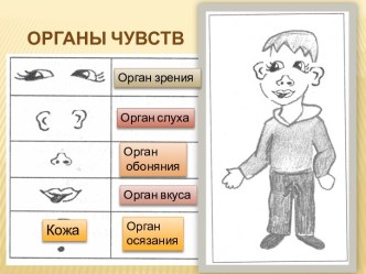 Урок окружающего мира по теме ОРГАНЫ ЧУВСТВ 3 класс Школа России план-конспект урока по окружающему миру (3 класс) по теме