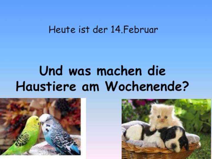 Und was machen die Haustiere am Wochenende?Heute ist der 14.Februar