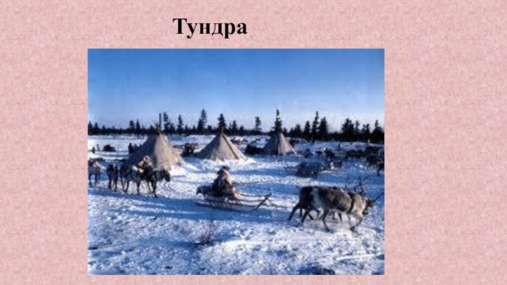 Тундра