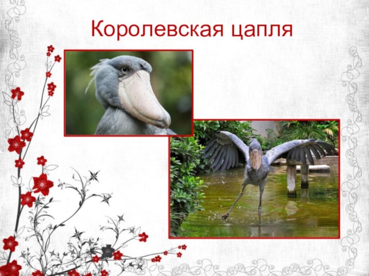 Королевская цапля