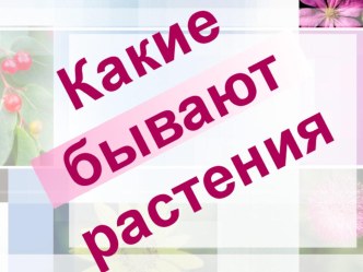 Презентация по окружающему миру Разнообразие растений презентация к уроку (окружающий мир, 2 класс) по теме