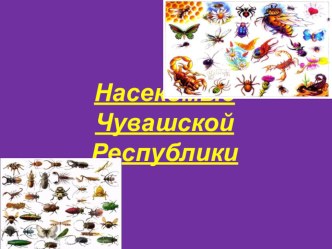Насекомые Чувашской Республики презентация к уроку по окружающему миру (старшая группа)