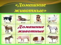 домашние животные. план-конспект занятия по окружающему миру (средняя группа)