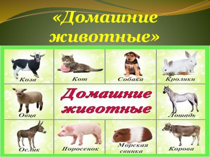 «Домашние животные»