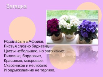 Инструктаж по поэтапному рисованию фиалки презентация к уроку (подготовительная группа)