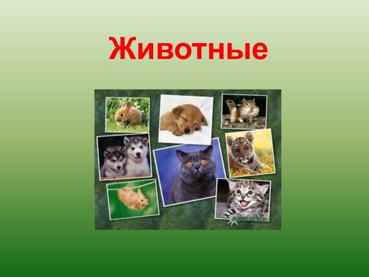 Животные