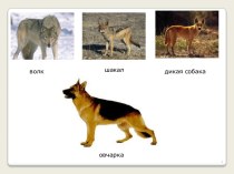 про собак презентация урока для интерактивной доски по окружающему миру (2 класс)
