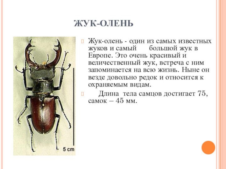 ЖУК-ОЛЕНЬ Жук-олень - один из самых известных жуков и самый
