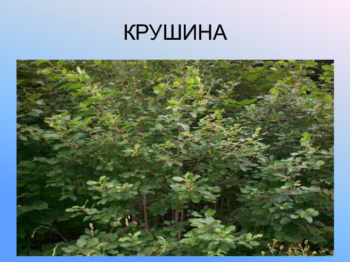 КРУШИНА