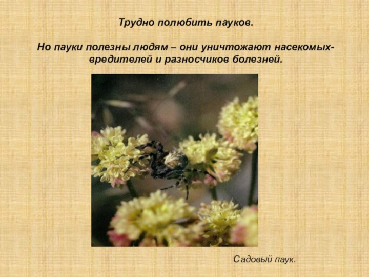 Садовый паук.Трудно полюбить пауков.Но пауки полезны людям – они уничтожают насекомых-вредителей и разносчиков болезней.