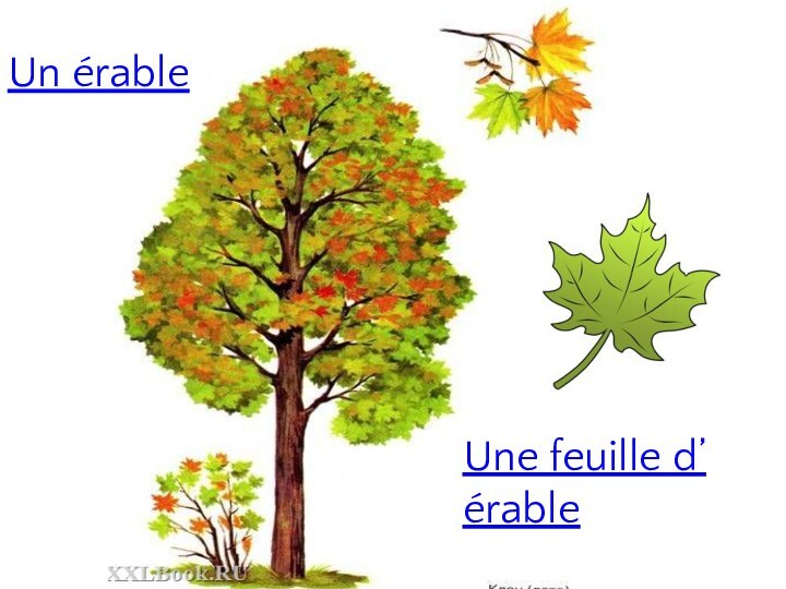 Un érableUne feuille d’ érable