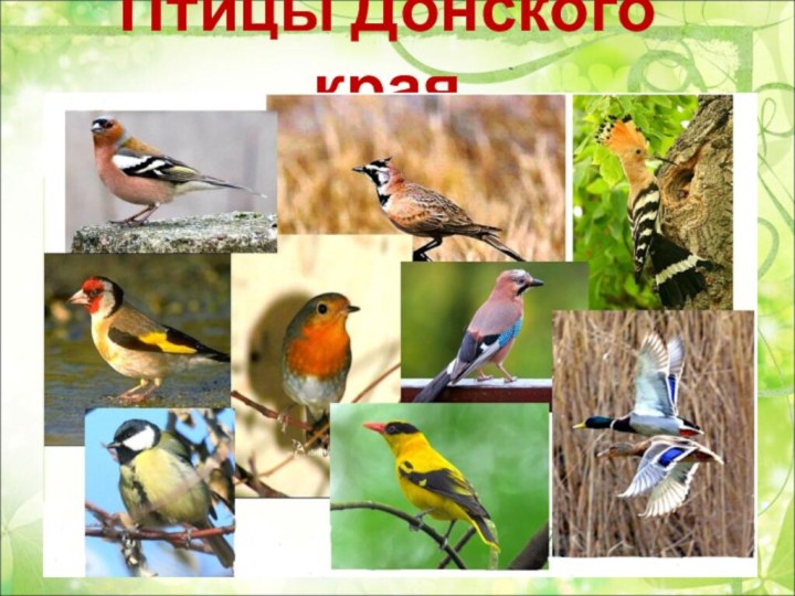 Птицы Донского края