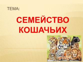 Семейство кошачьих презентация к уроку (2 класс)