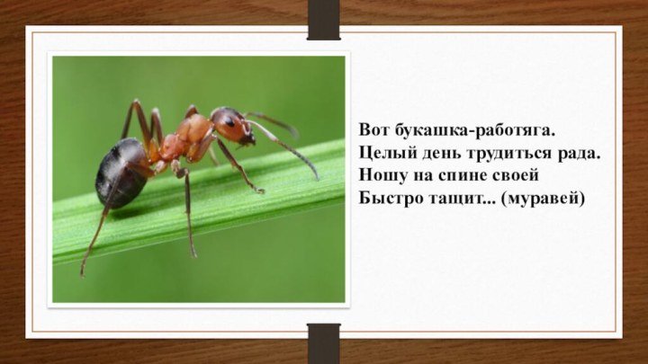 Вот букашка-работяга.Целый день трудиться рада.Ношу на спине своейБыстро тащит... (муравей)