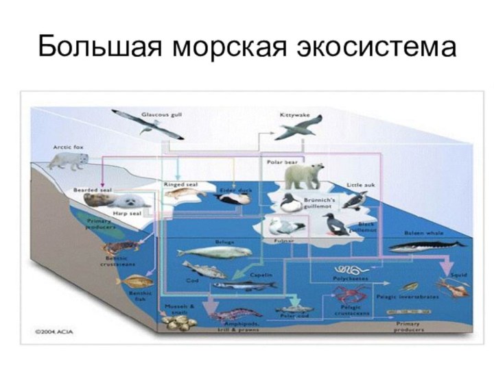 Большая морская экосистема