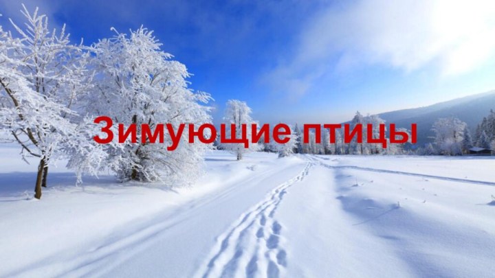 Зимующие птицы