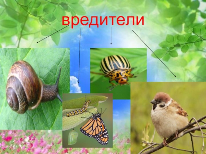 вредители