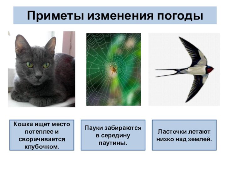 Приметы изменения погодыКошка ищет место потеплее и сворачивается клубочком.Пауки забираются в середину