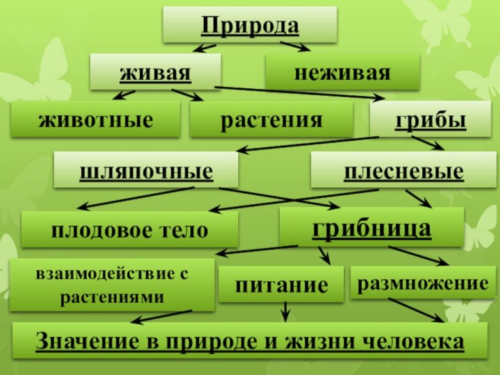 Природаживаянеживаяживотныерастениягрибышляпочныеплесневыеплодовое тело грибницавзаимодействие с растениямипитаниеразмножениеЗначение в природе и жизни человека