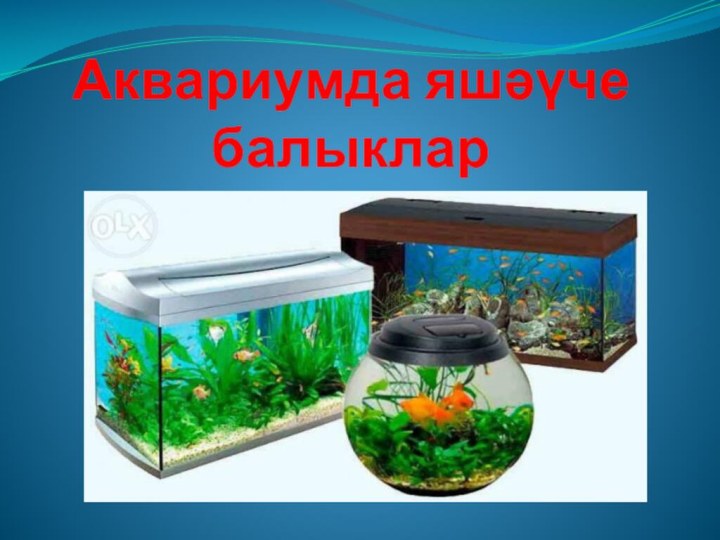 Аквариумда яшәүче балыклар