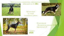 Презентация Служебные собаки Опубликовано 20.02.2020 презентация к уроку по окружающему миру (подготовительная группа)