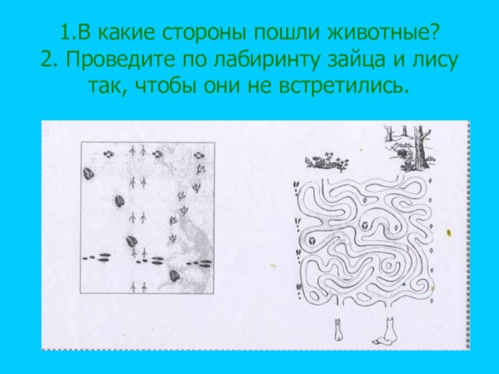 1.В какие стороны пошли животные? 2. Проведите по лабиринту зайца и лису