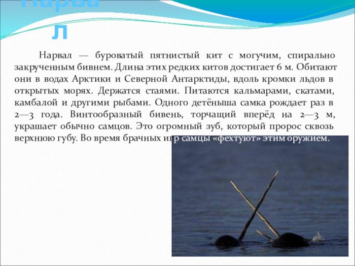 НарвалНарвал — буроватый пятнистый кит с могучим, спирально закрученным бивнем. Длина этих