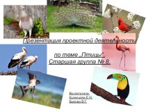 Презентация Птицы