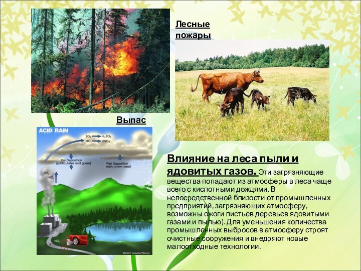 Влияние на леса пыли и ядовитых газов. Эти загрязняющие вещества попадают из