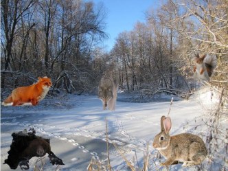 План-конспект непосредственно-образовательной деятельности по рисованию Дикие животные - заяц план-конспект занятия по рисованию (средняя группа) по теме