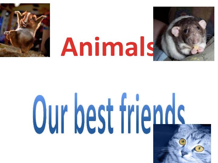 AnimalsOur best friends