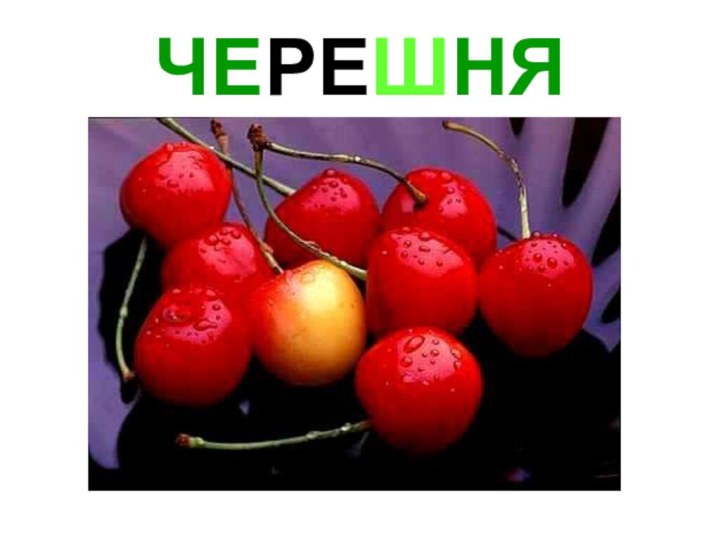 ЧЕРЕШНЯ