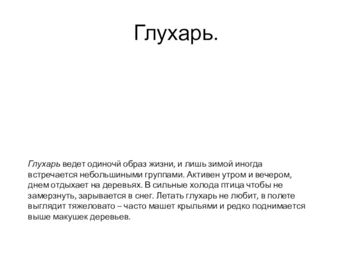 Глухарь.Глухарь ведет одиночй образ жизни, и лишь зимой иногда встречается небольшиными группами.