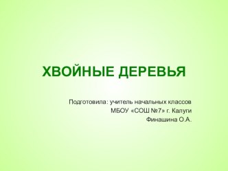 Хвойные деревья презентация к уроку по окружающему миру (1 класс)