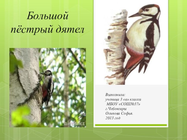 Большой пёстрый дятелВыполнила:ученица 3 «в» класса МБОУ «СОШ№37»г.ЧебоксарыОсипова Софья.2013 год