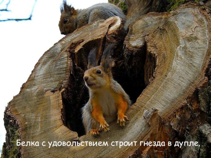 Белка с удовольствием строит гнезда в дупле.