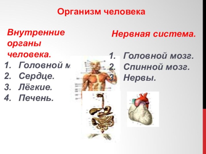 Организм человекаВнутренние органы человека.Головной мозг.Сердце.Лёгкие.Печень.Нервная система.Головной мозг.Спинной мозг.Нервы.