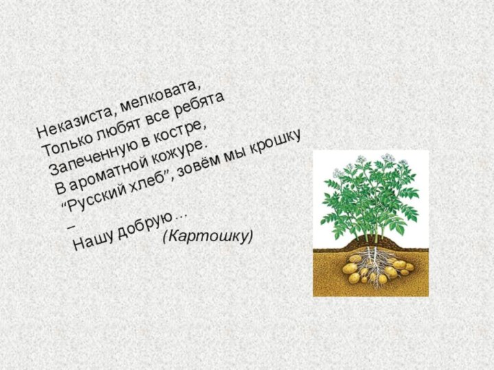  Неказиста, мелковата, Только любят все ребята Запеченную в костре, В ароматной кожуре.