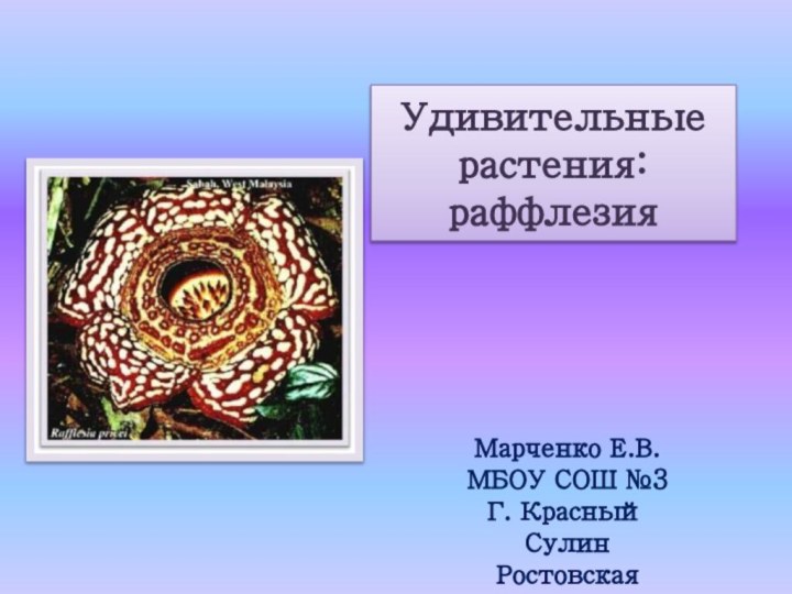 Удивительные растения: раффлезияМарченко Е.В.МБОУ СОШ №3Г. Красный СулинРостовская область