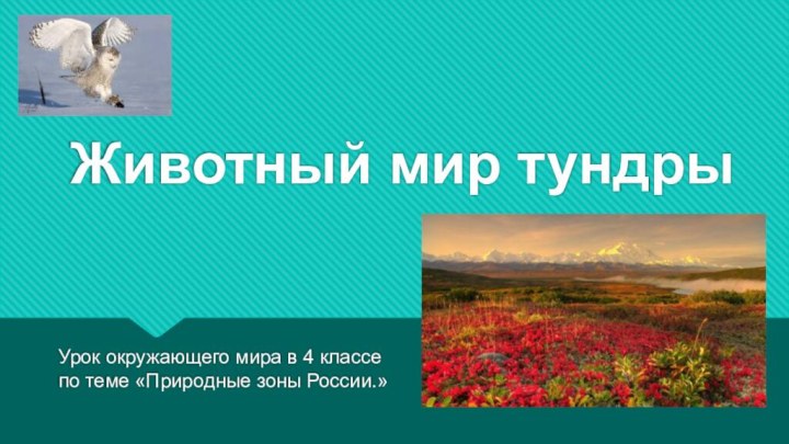 Животный мир тундрыУрок окружающего мира в 4 классе по теме «Природные зоны России.»