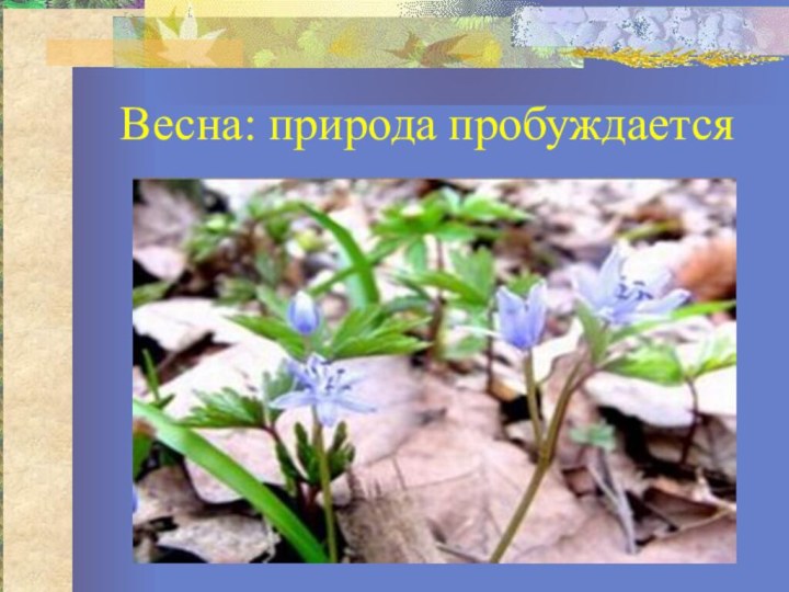 Весна: природа пробуждается