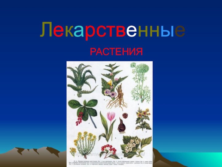 ЛекарственныеРАСТЕНИЯ