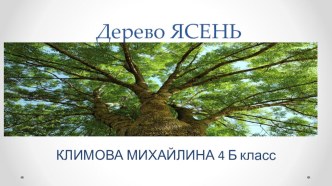 Растения леса. Ясень презентация к уроку по окружающему миру (4 класс)